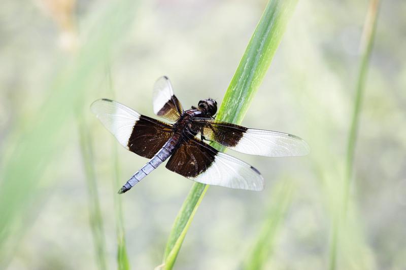 Photo of Widow Skimmer