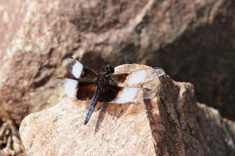 Photo of Widow Skimmer