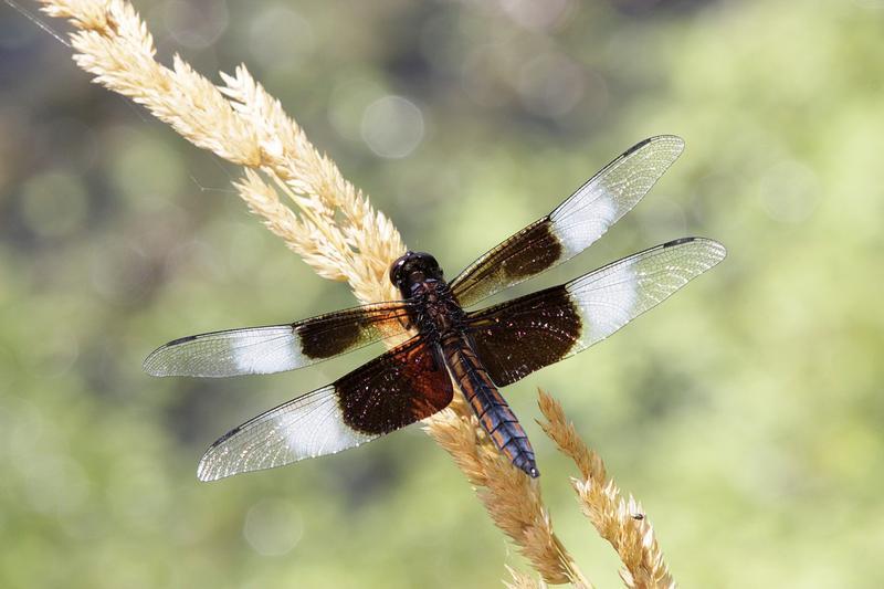 Photo of Widow Skimmer