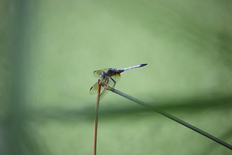 Photo of Blue Dasher