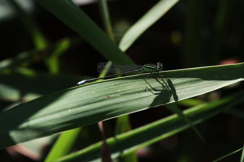 Photo of Eastern Forktail