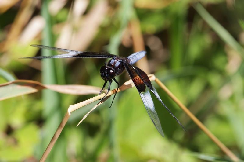 Photo of Widow Skimmer