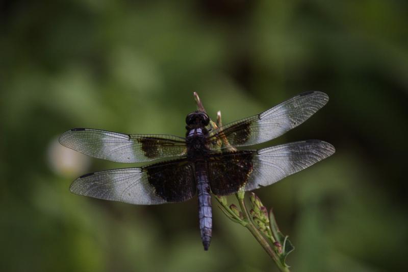 Photo of Widow Skimmer