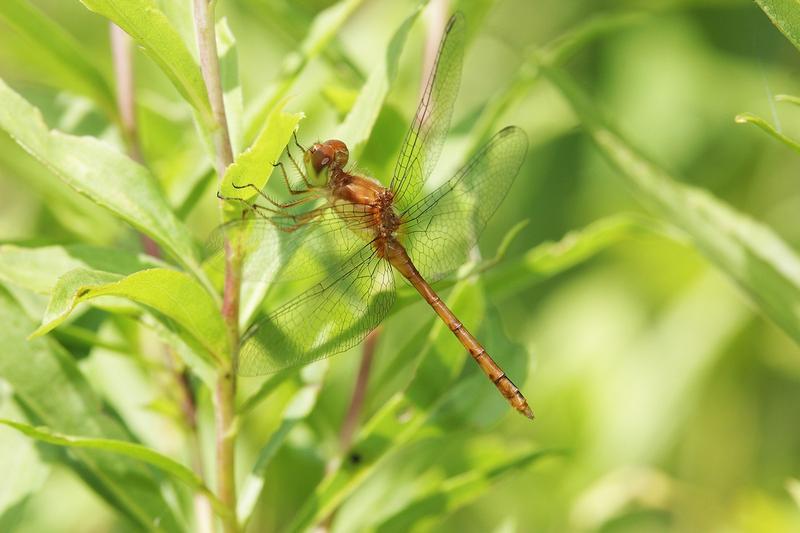 Photo of Autumn Meadowhawk
