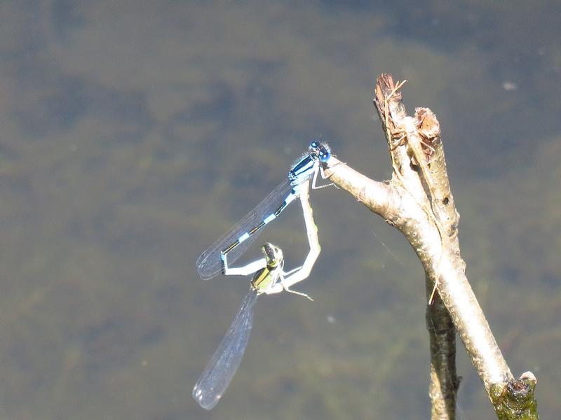 Photo of Tule Bluet