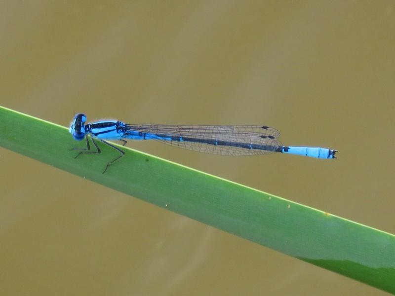 Photo of Azure Bluet