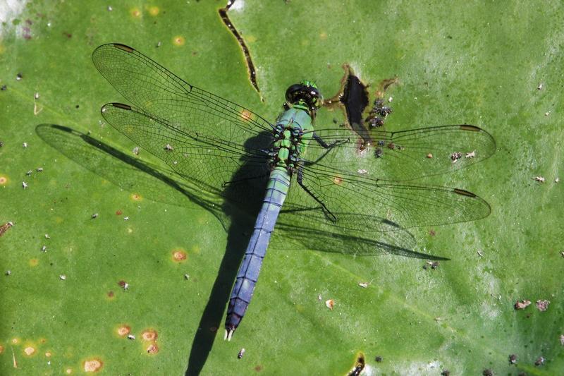 Photo of Eastern Pondhawk