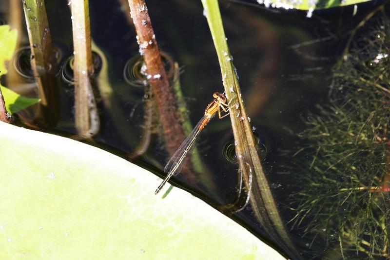 Photo of Eastern Forktail