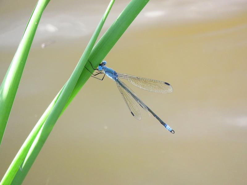 Photo of Amber-winged Spreadwing