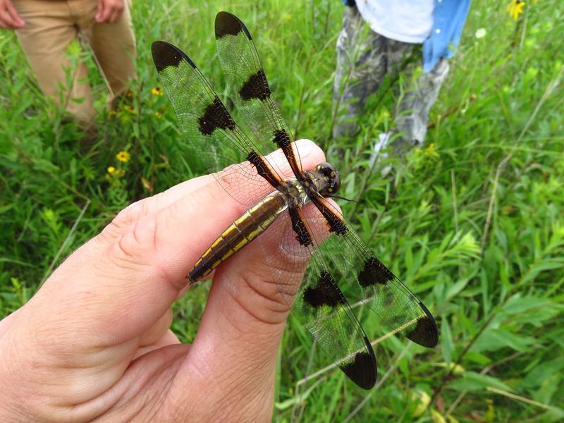 Photo of Twelve-spotted Skimmer