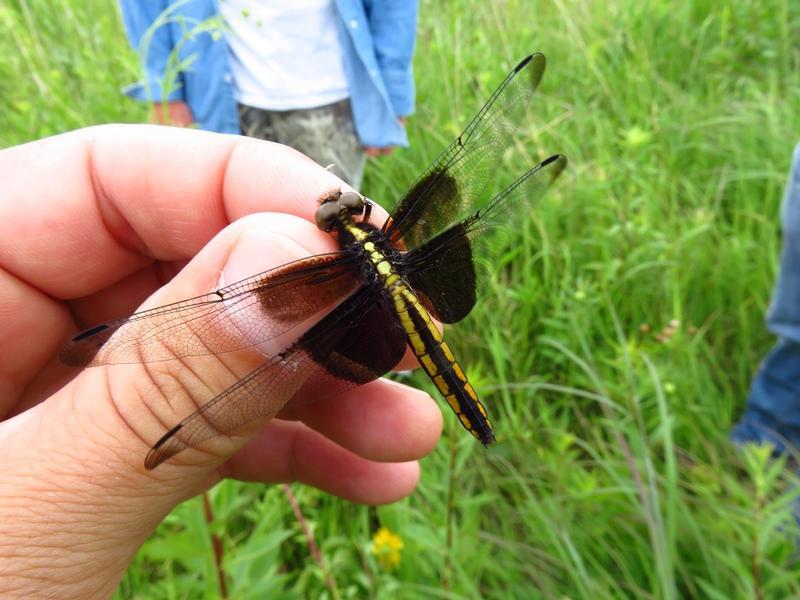Photo of Widow Skimmer