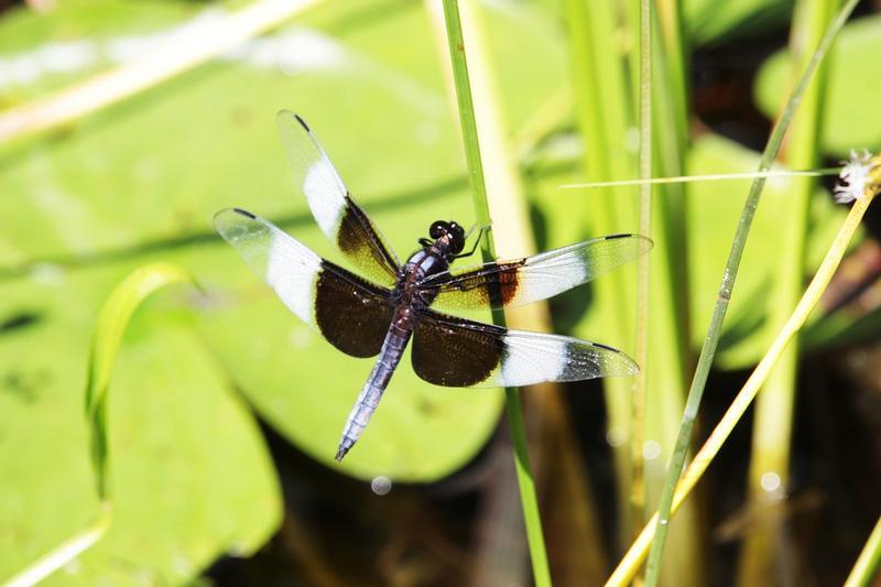 Photo of Widow Skimmer