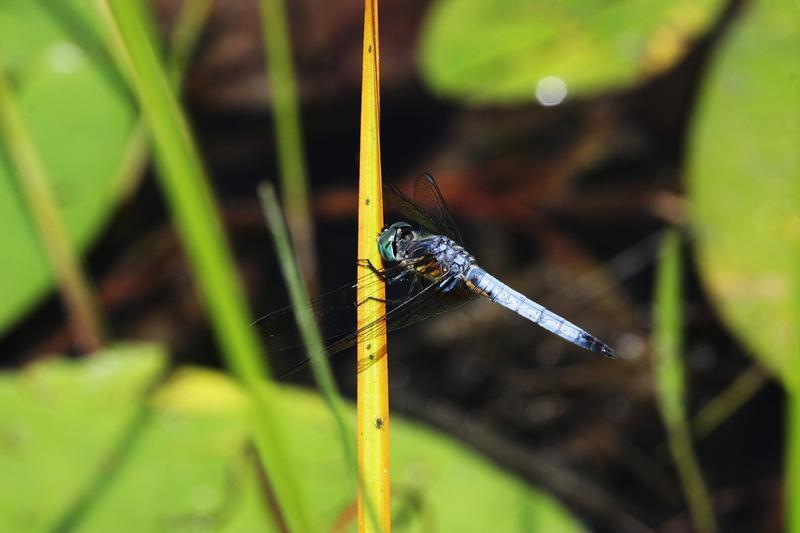 Photo of Blue Dasher