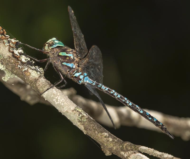 Photo of Canada Darner