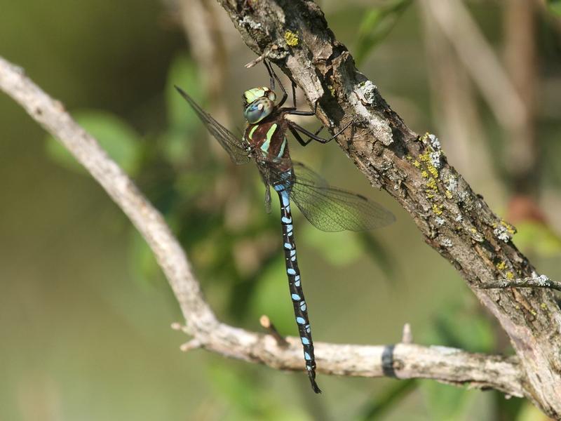 Photo of Lance-tipped Darner