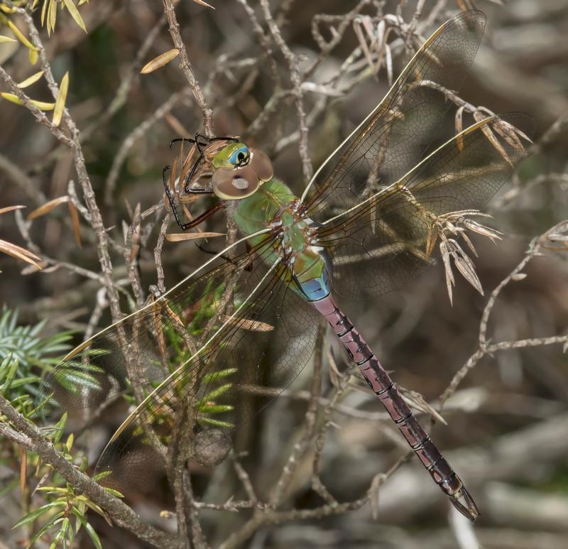 Photo of Common Green Darner