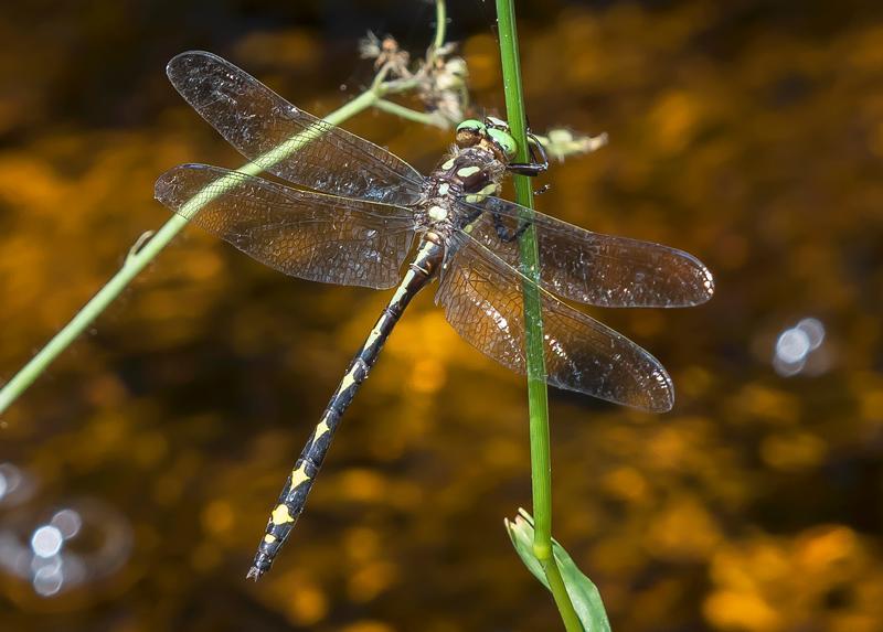 Photo of Arrowhead Spiketail