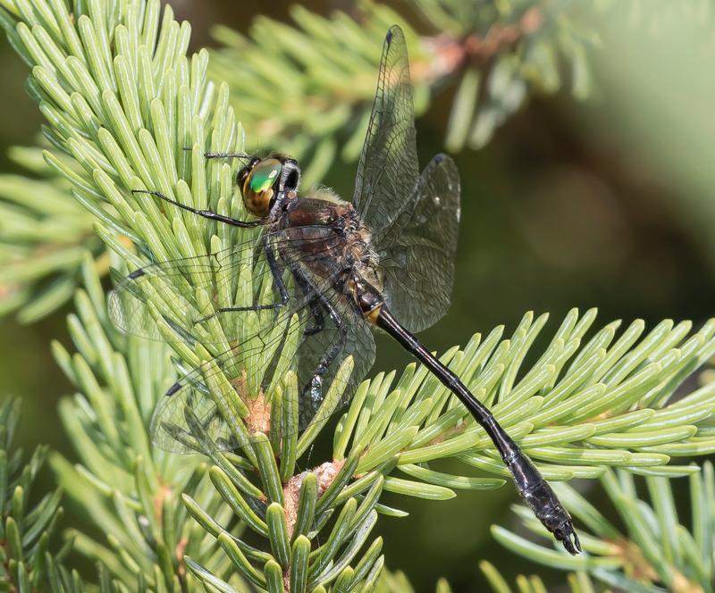 Photo of Racket-tailed Emerald