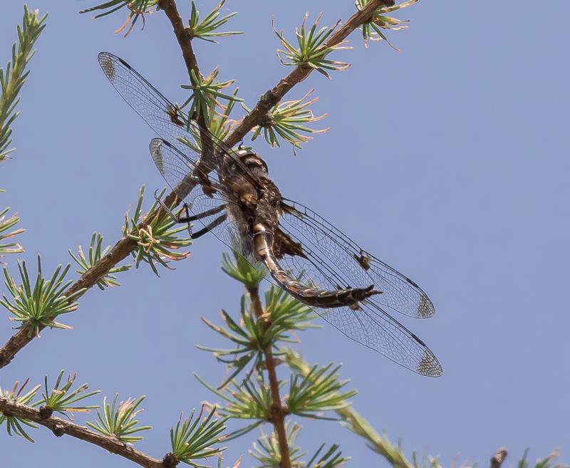 Photo of Prince Baskettail