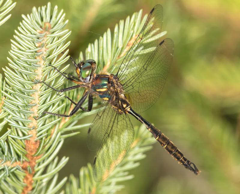 Photo of Brush-tipped Emerald