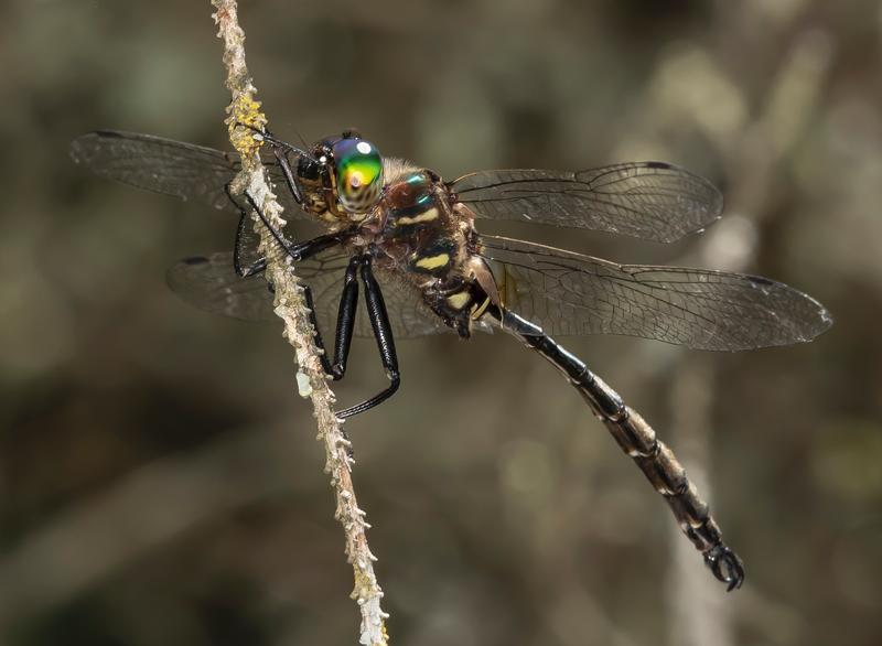 Photo of Hine's Emerald