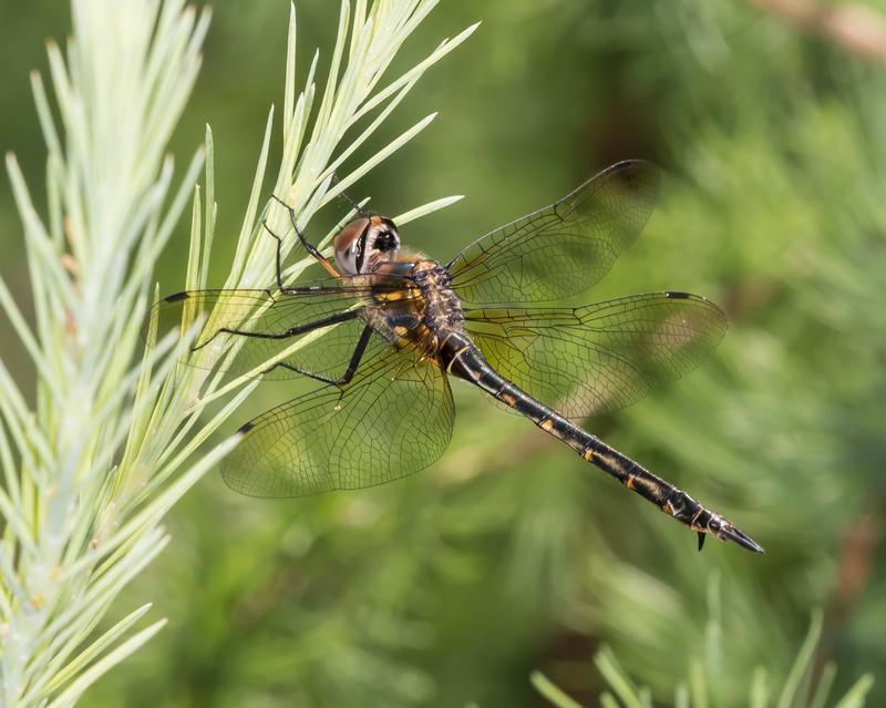 Photo of Williamson's Emerald