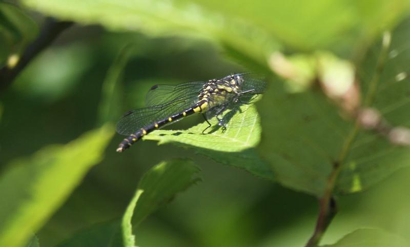 Photo of Eastern Least Clubtail