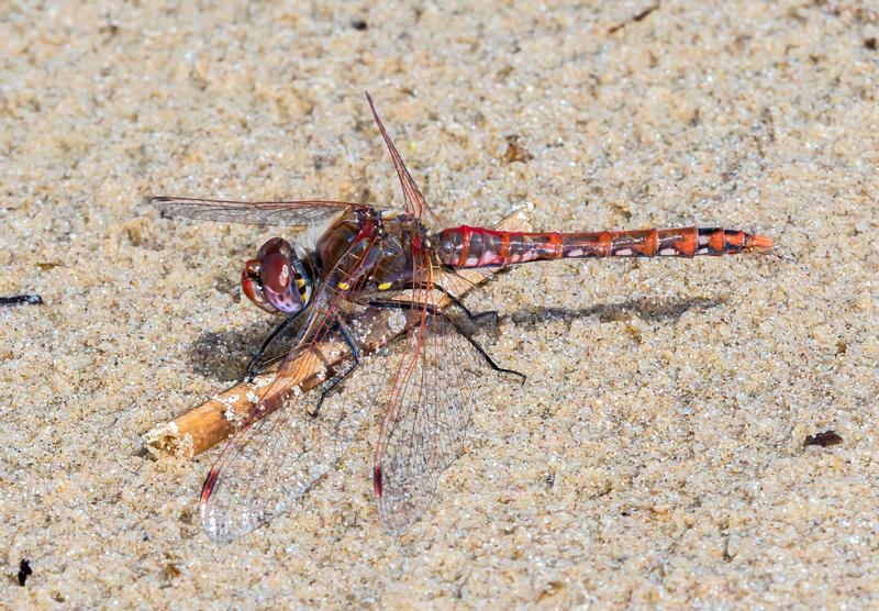 Photo of Variegated Meadowhawk