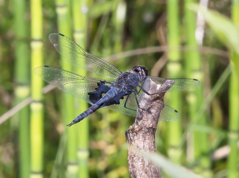 Photo of Black Saddlebags