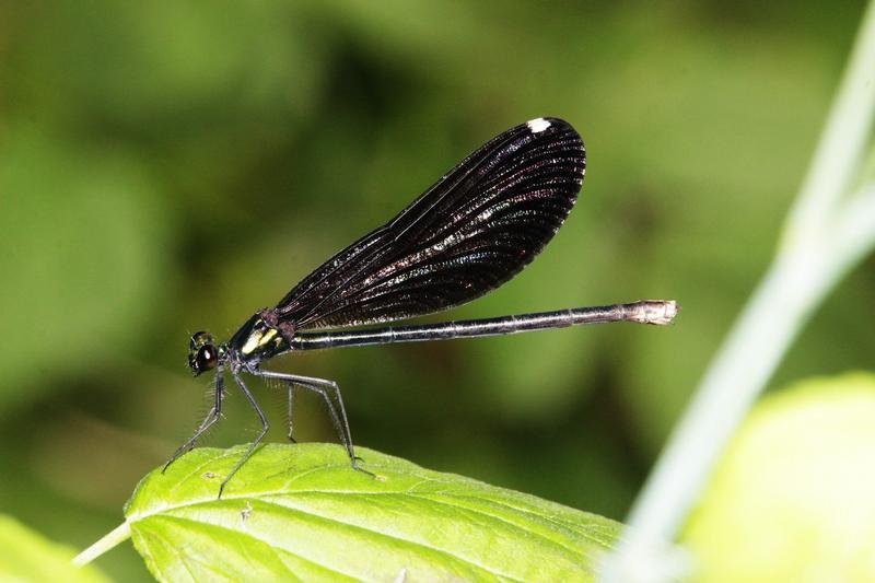 Photo of Ebony Jewelwing