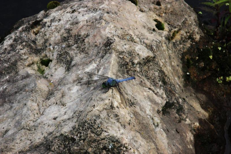 Photo of Eastern Pondhawk