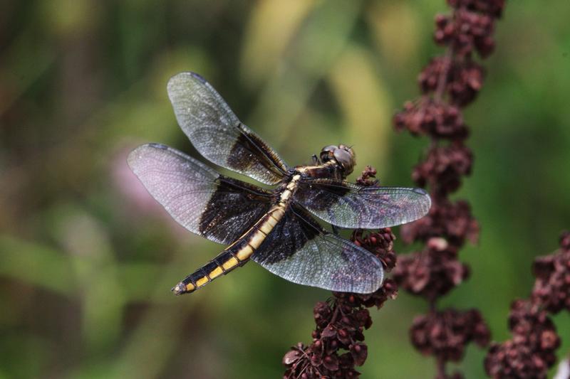 Photo of Widow Skimmer