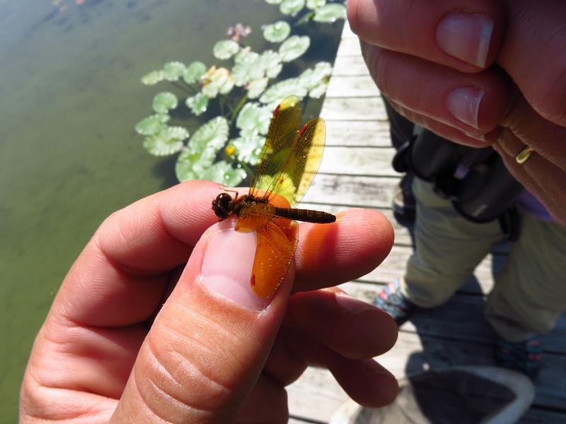 Photo of Eastern Amberwing