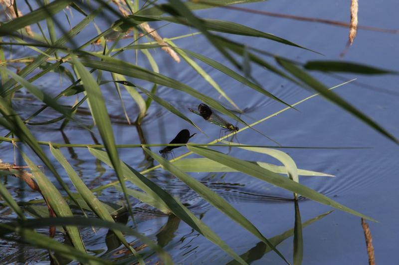 Photo of Ebony Jewelwing