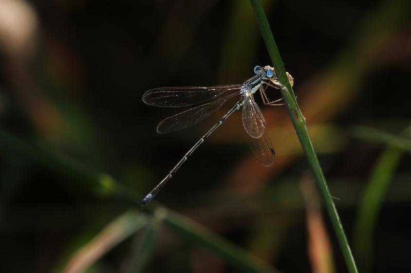 Photo of Slender Spreadwing