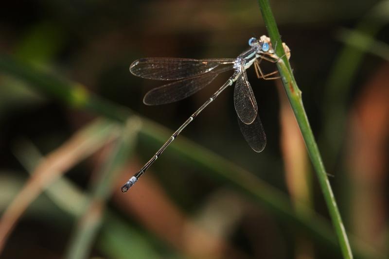 Photo of Slender Spreadwing