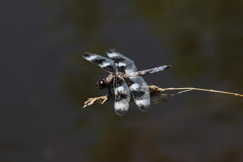 Photo of Twelve-spotted Skimmer
