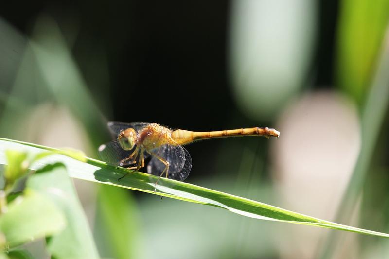 Photo of Autumn Meadowhawk