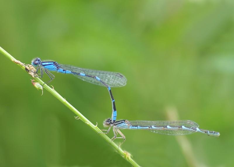 Photo of Tule Bluet