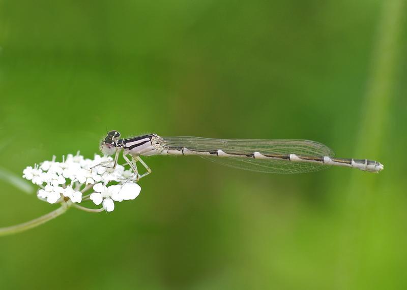 Photo of Tule Bluet