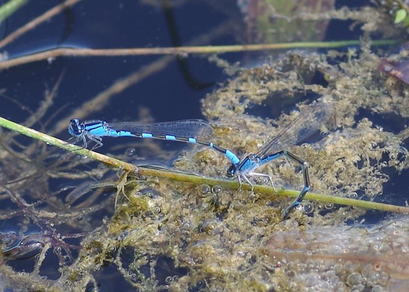 Photo of Tule Bluet