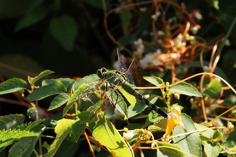 Photo of Eastern Pondhawk