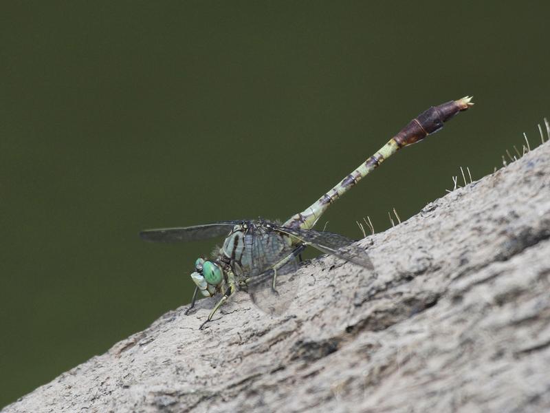 Photo of Jade Clubtail