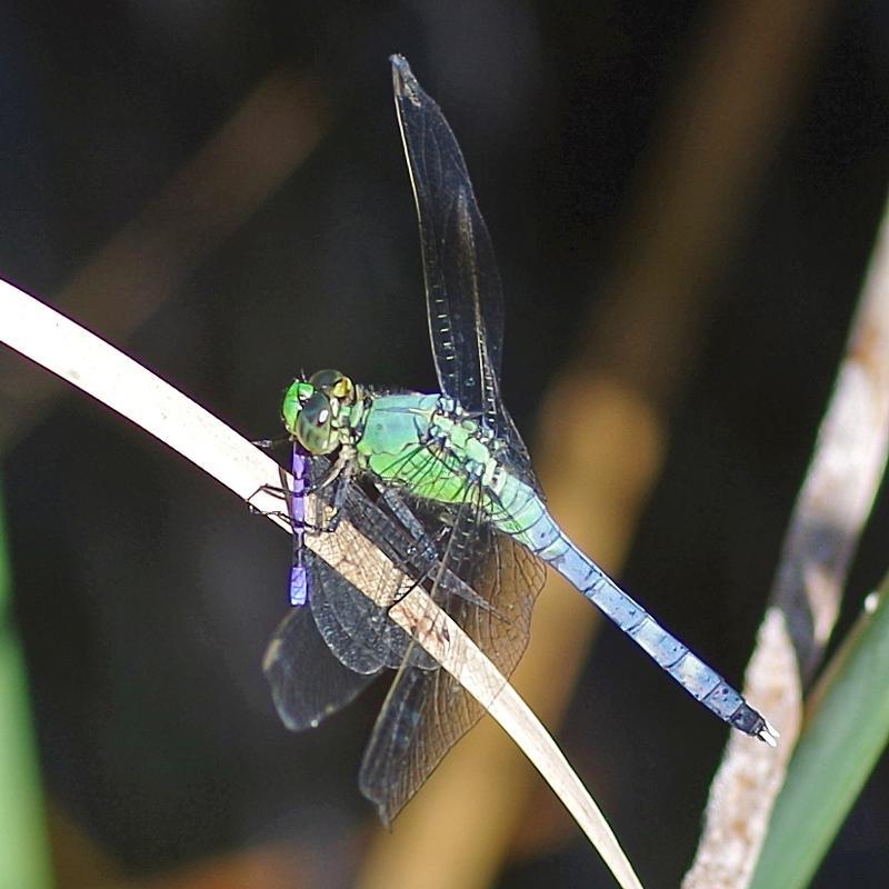 Photo of Eastern Pondhawk