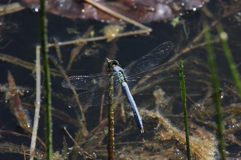 Photo of Eastern Pondhawk