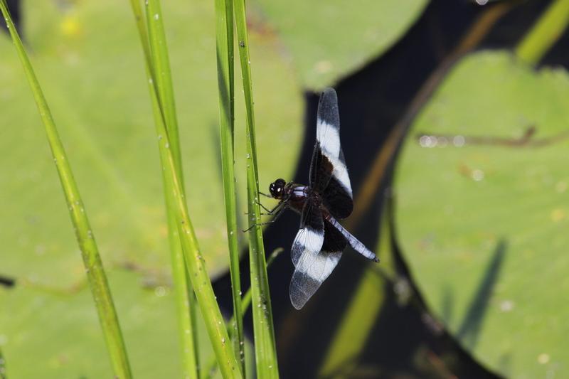 Photo of Widow Skimmer
