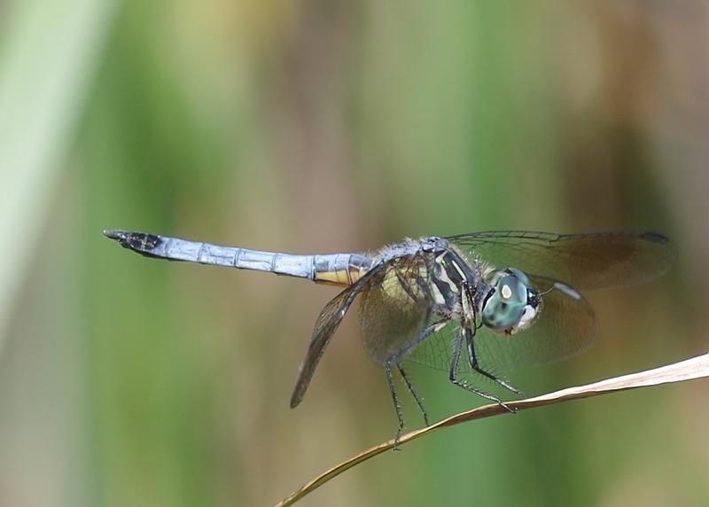 Photo of Blue Dasher
