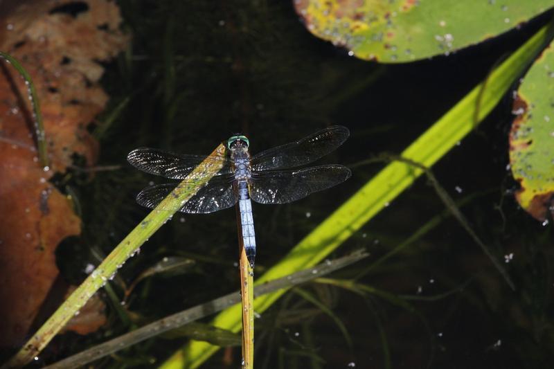 Photo of Blue Dasher