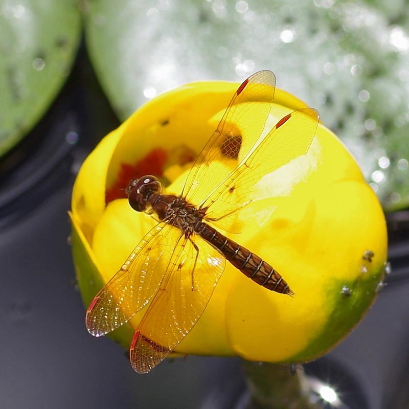 Photo of Eastern Amberwing
