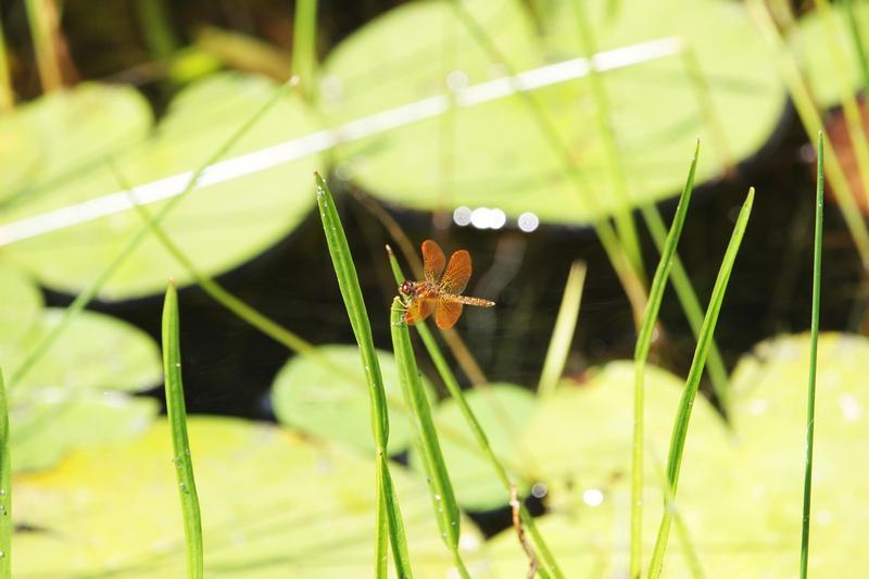 Photo of Eastern Amberwing